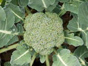 broccoli_plant